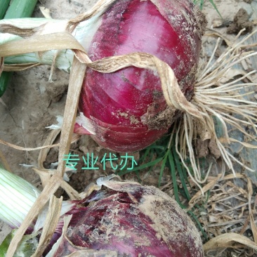 新鲜洋葱80起，主供一线城市商超市场加工厂电商代干存入库