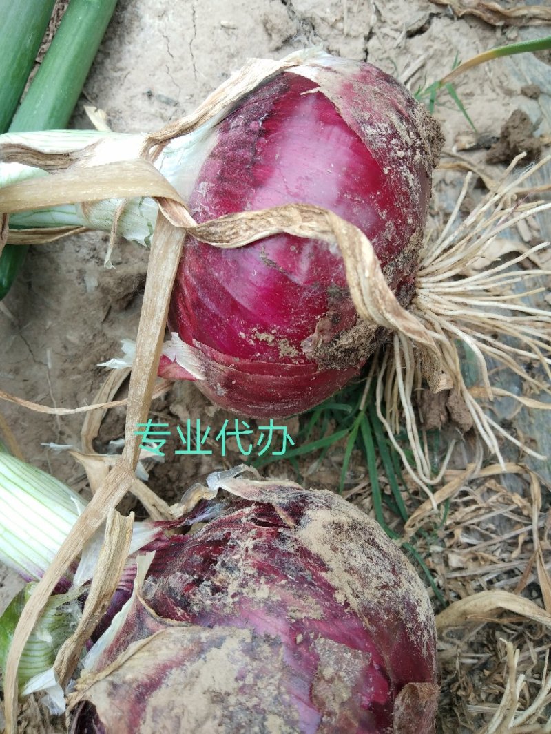 新鲜洋葱80起，主供一线城市商超市场加工厂电商代干存入库