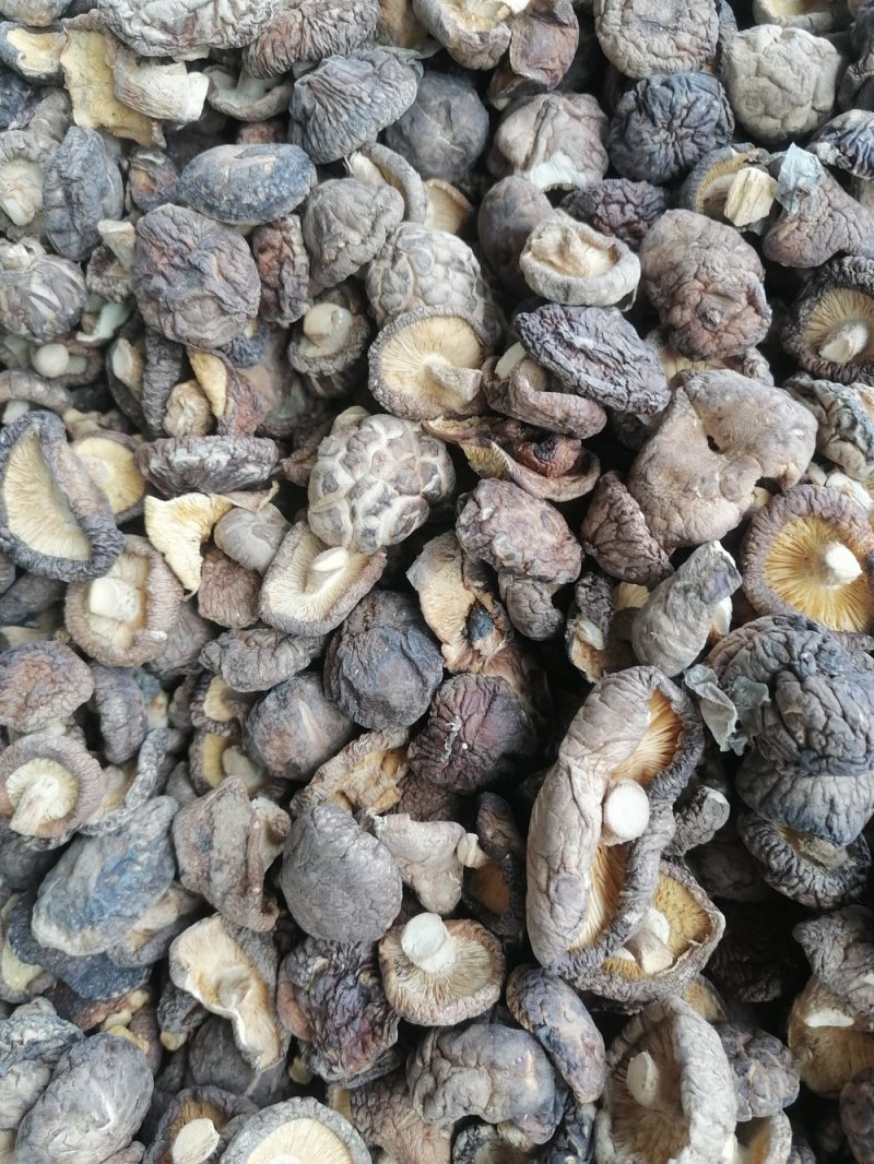 春裁干菇