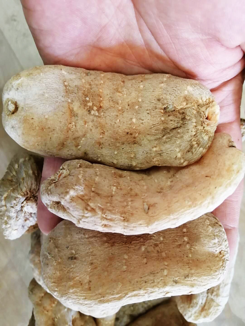 昭通天麻云南特产昭通小草坝无硫天麻500克包邮