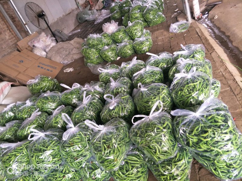 滦南杭椒5~10厘米微辣青