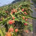 红肉火龙果中大果多，产地种植了三百多亩，质优价廉