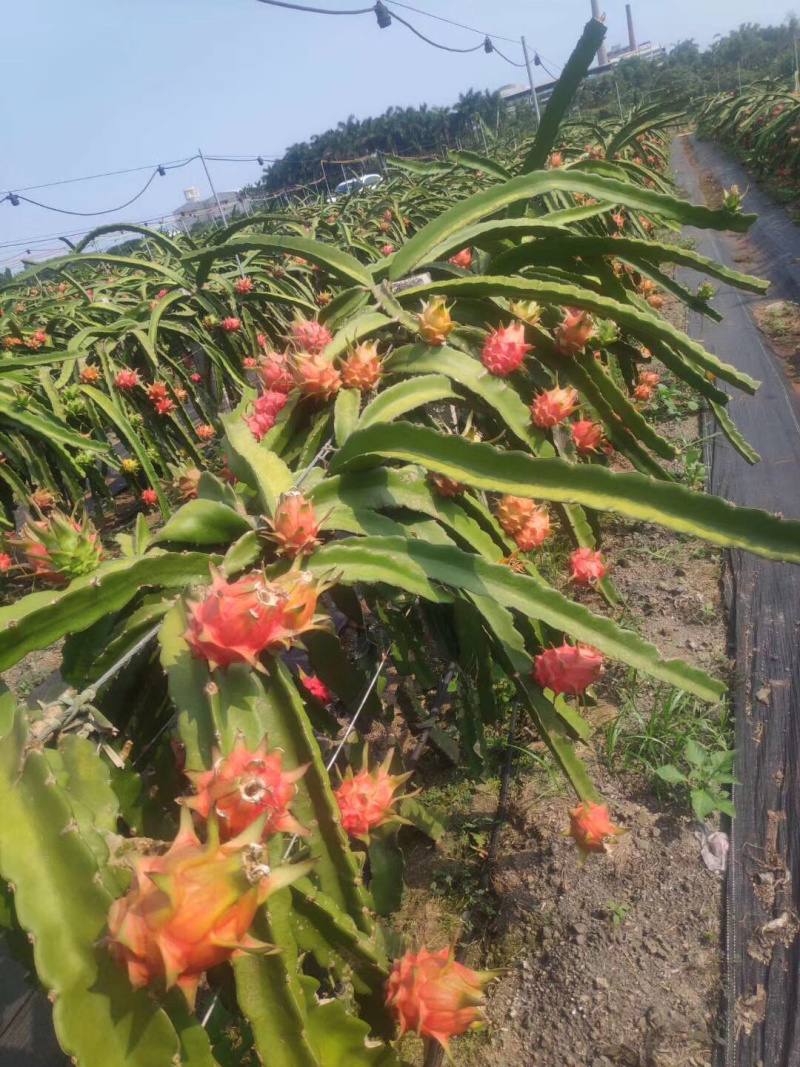 红肉火龙果中大果多，产地种植了三百多亩，质优价廉