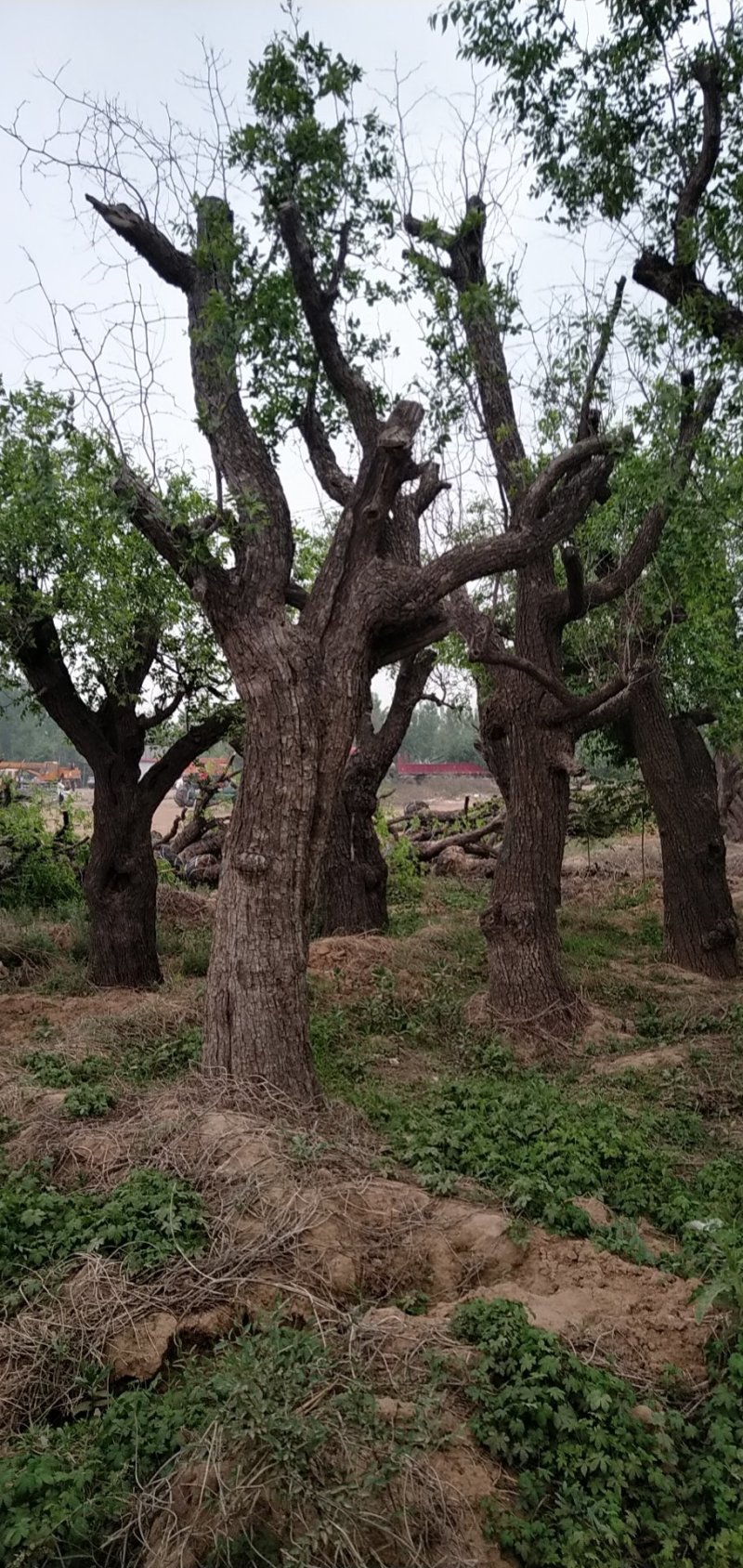 战地，绿化，造景，百年古枣树