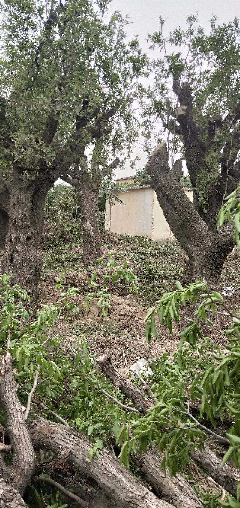 战地，绿化，造景，百年古枣树
