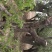 龙须枣树10~12cm14~16cm