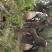 百年古枣树小区造景，美化城市，道路绿化18-50公分古枣