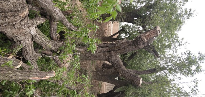 百年古枣树小区造景，美化城市，道路绿化18-50公分古枣