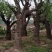 百年古枣树树形稀奇古怪30-100公分枣树