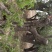 百年古柿树直径80-100公分柿树