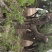百年古柿树直径80-100公分柿树