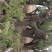 百年古柿树直径80-100公分柿树