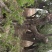 百年古柿树直径80-100公分柿树