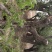 百年古柿树直径80-100公分柿树
