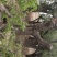 百年古柿树直径80-100公分柿树