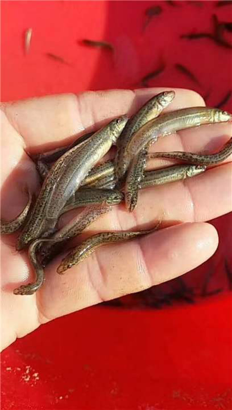 泥鳅苗批发零售，送货上门，品相好，长势快，可技术支持！