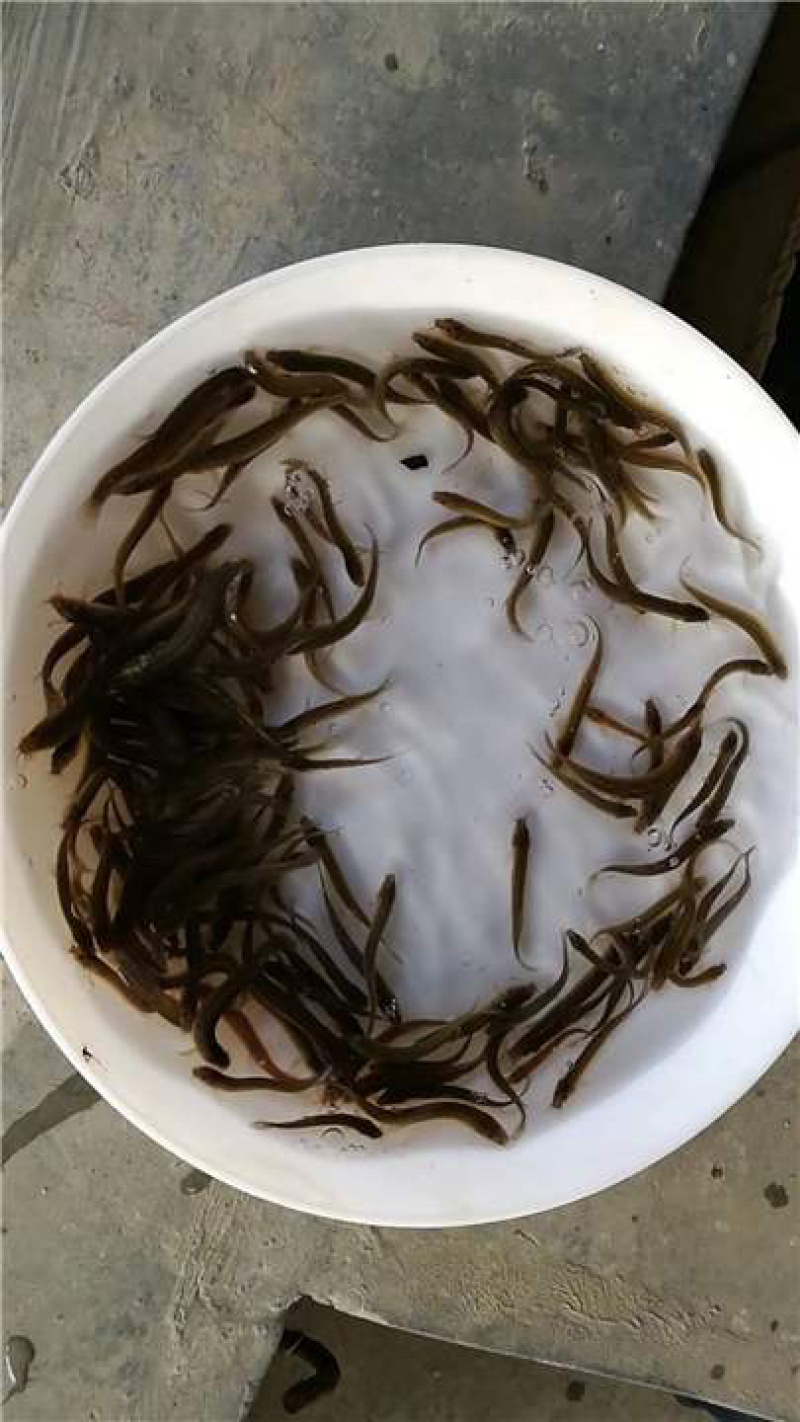 泥鳅苗批发零售，送货上门，品相好，长势快，可技术支持！