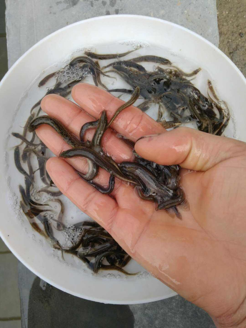 泥鳅苗批发零售，送货上门，品相好，长势快，可技术支持！