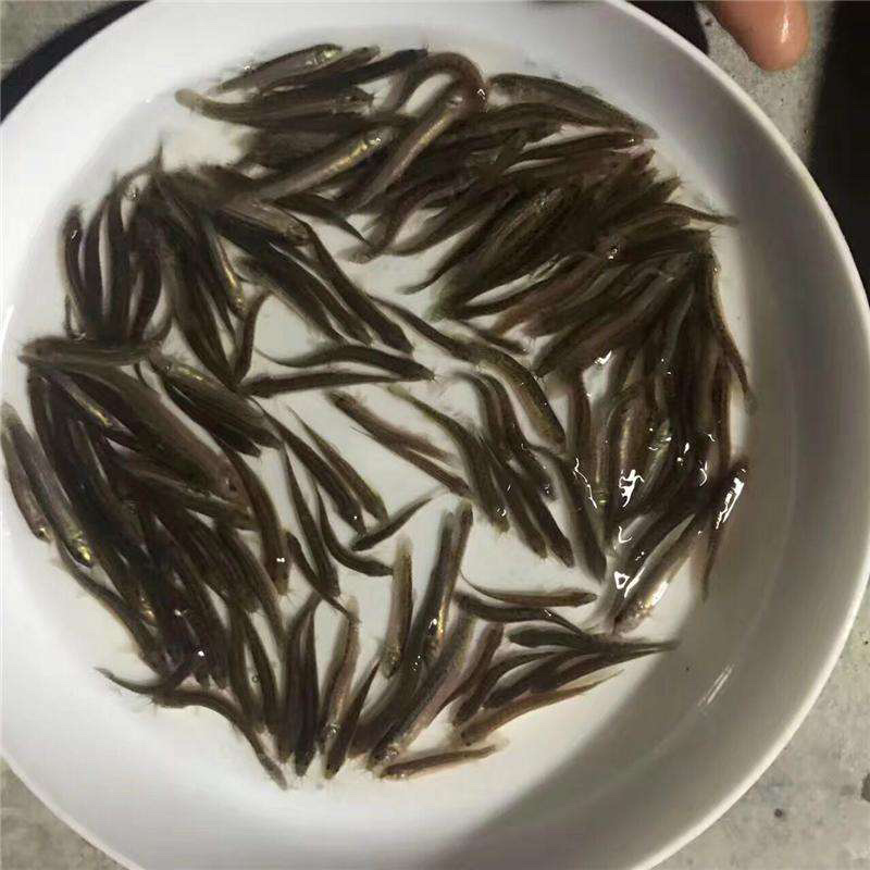 泥鳅苗批发零售，送货上门，品相好，长势快，可技术支持！