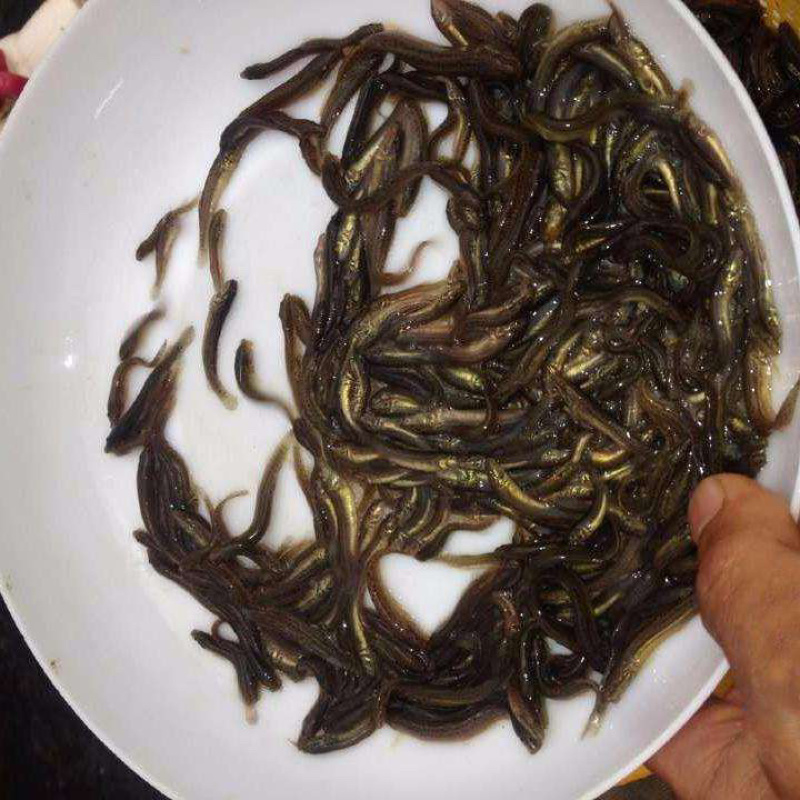 泥鳅苗批发零售，送货上门，品相好，长势快，可技术支持！