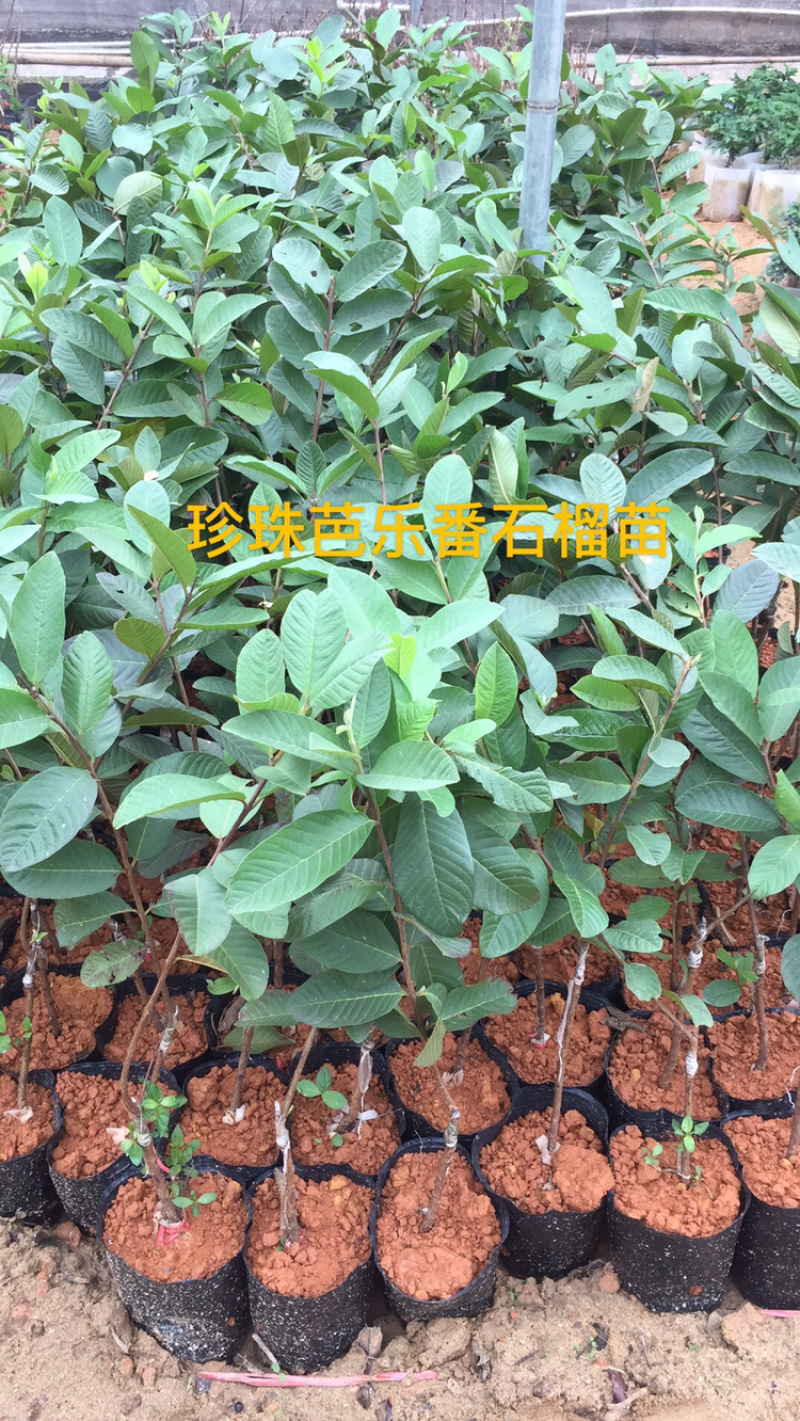 番石榴苗珍珠白肉红心芭乐红宝石番石榴苗杯苗