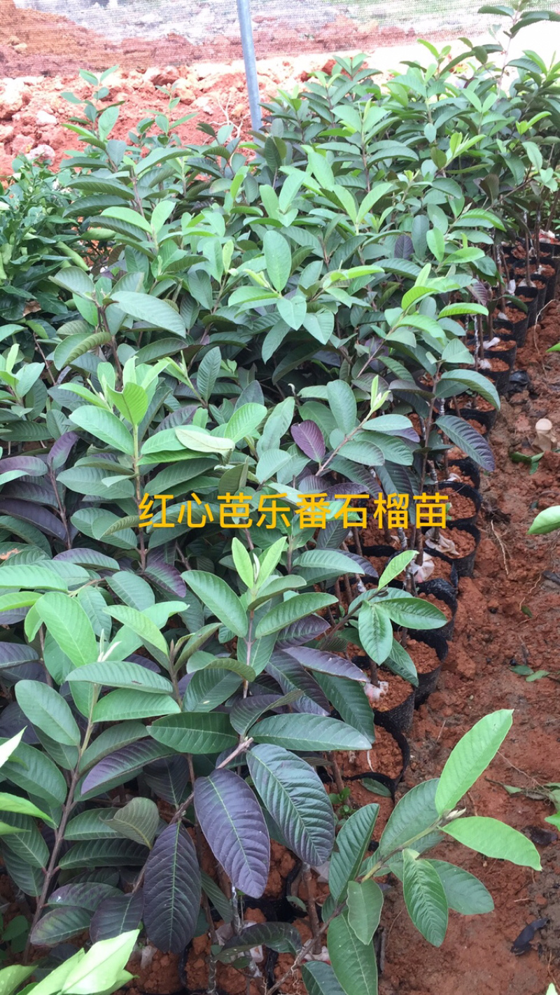 番石榴苗珍珠白肉红心芭乐红宝石番石榴苗杯苗