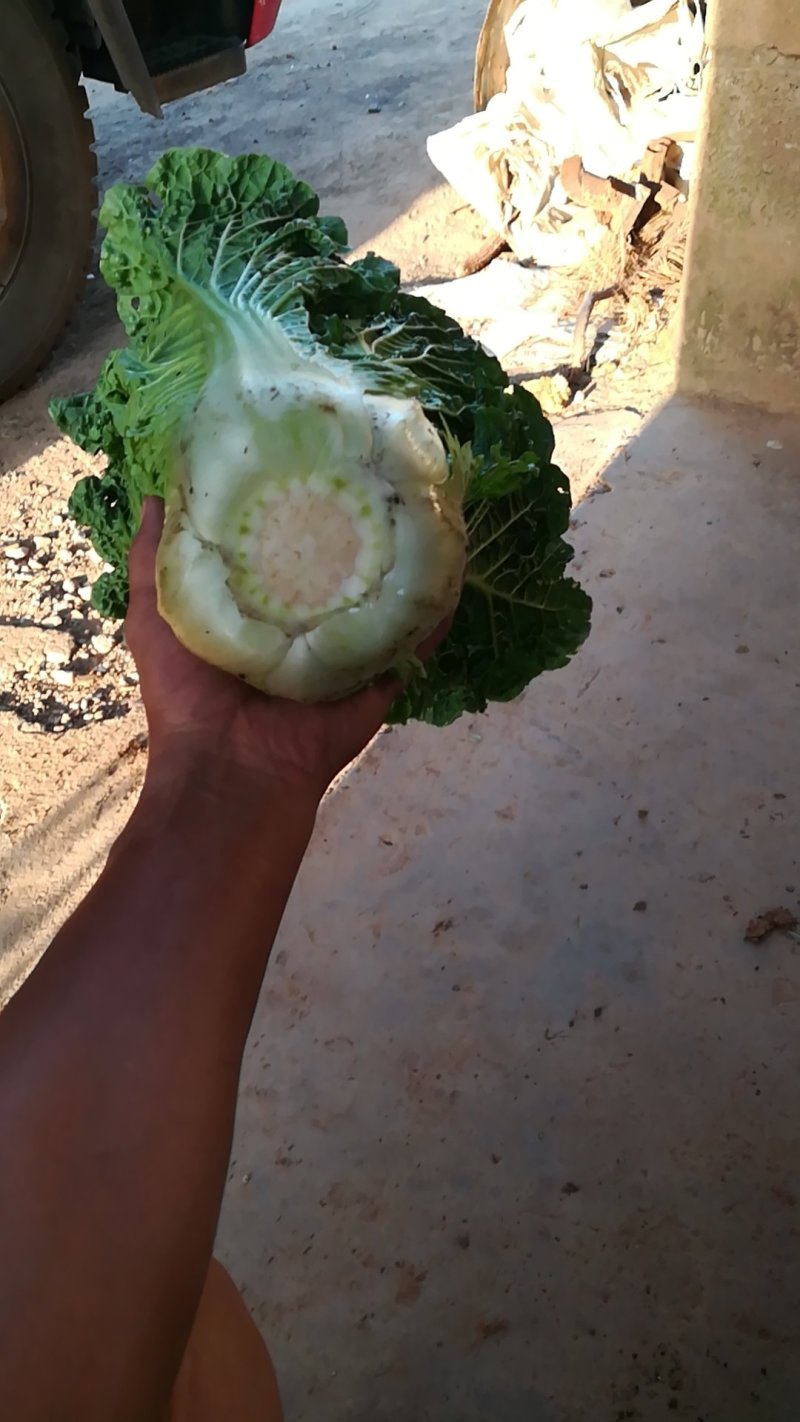 秋绿60，青麻叶