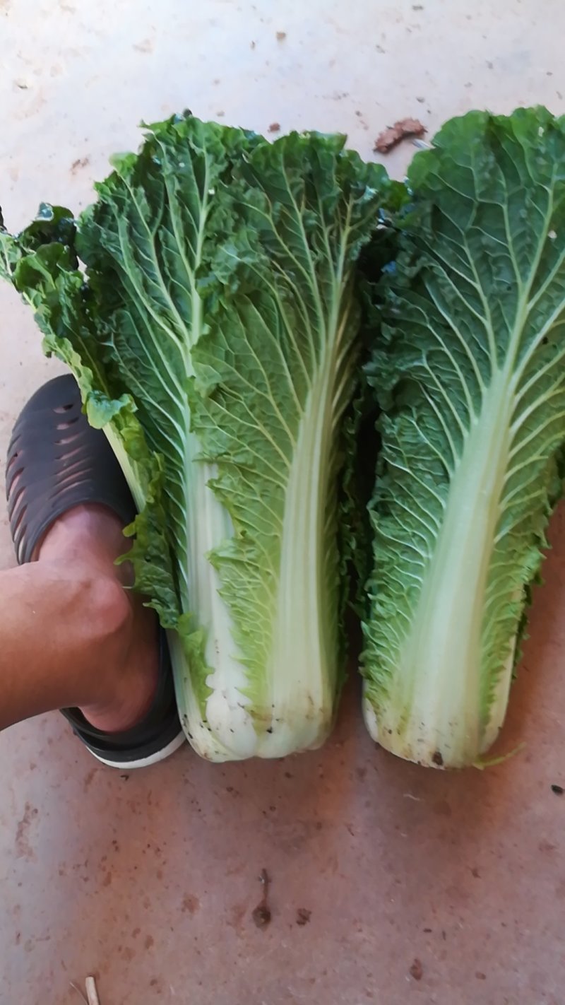 秋绿60，青麻叶