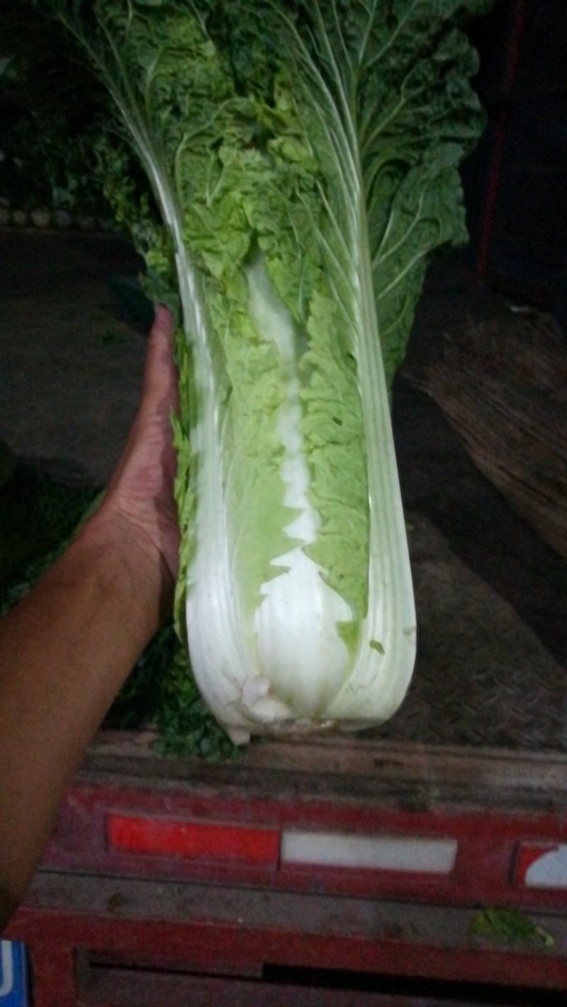秋绿60，青麻叶