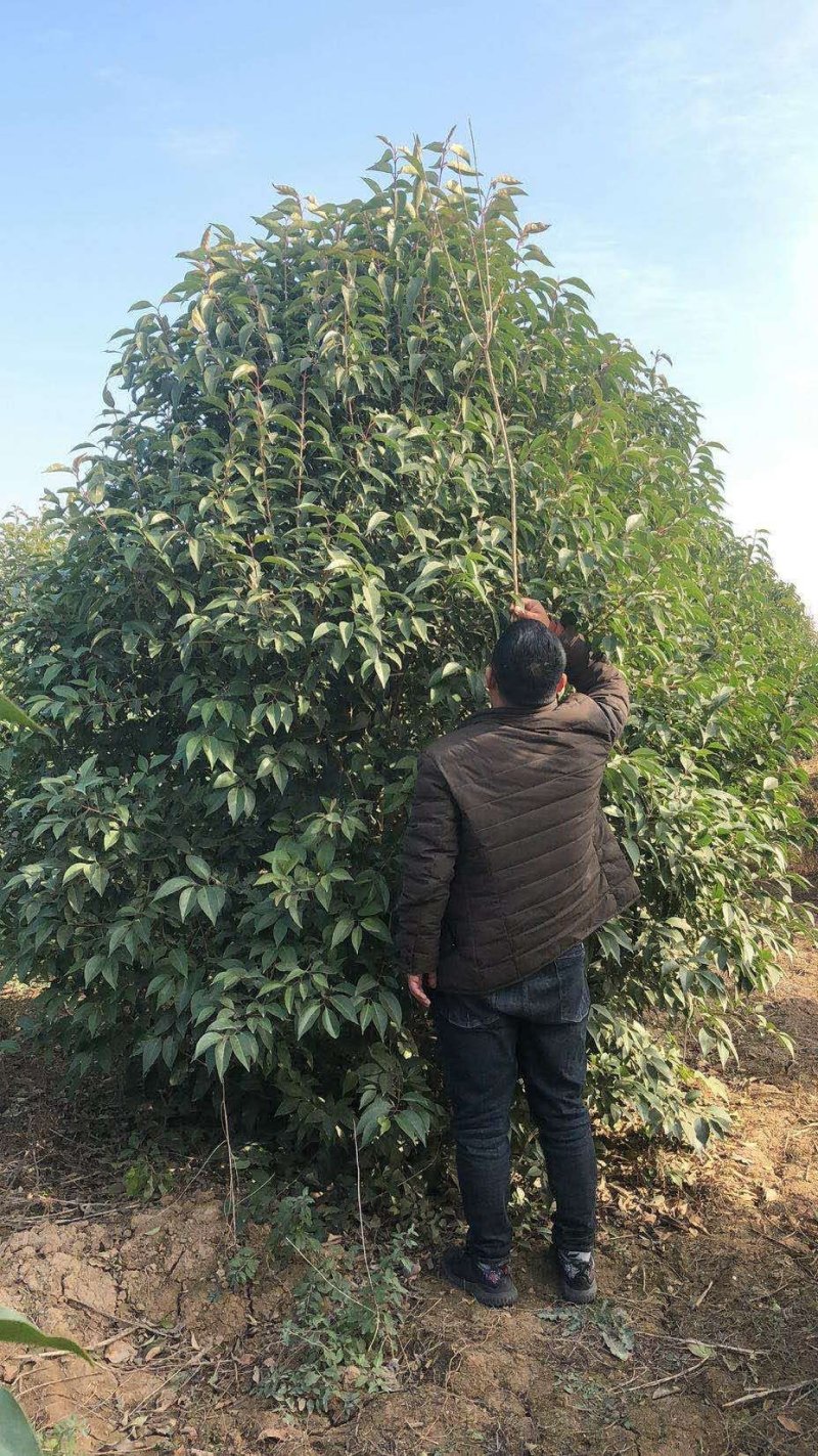 河南供应精品丛生大叶女贞