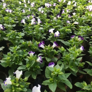 夏堇（园林绿化）草花种植