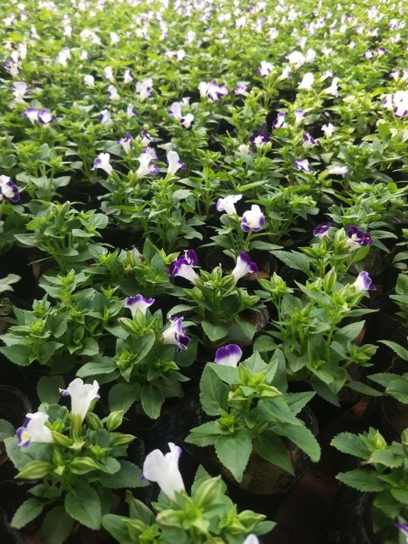 夏堇（园林绿化）草花种植