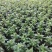 夏堇（园林绿化）草花种植