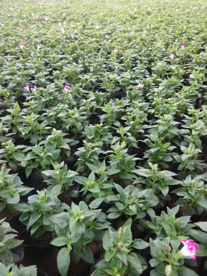夏堇（园林绿化）草花种植