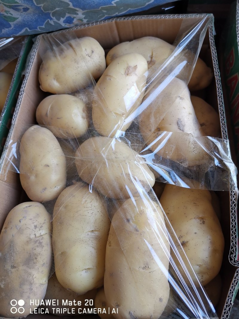 土豆，大棚土豆大量上市了。有v7。贺兰15。质量好。欢迎