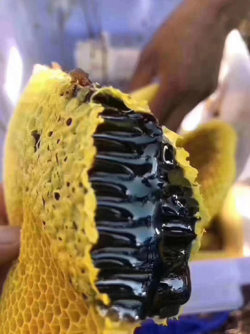 缅甸黑蜂蜜，黑蜂蜜，纯蜂蜜，优质黑蜂蜜，可视频看货