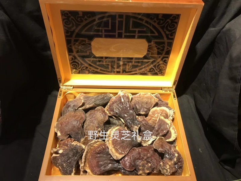 长白山野生灵芝种植灵芝林下灵芝自己种植，质量保证