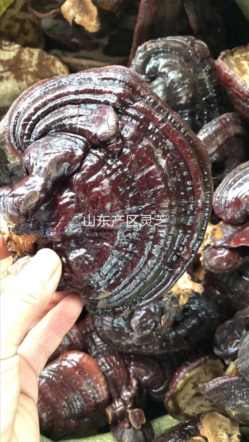 长白山野生灵芝种植灵芝林下灵芝自己种植，质量保证