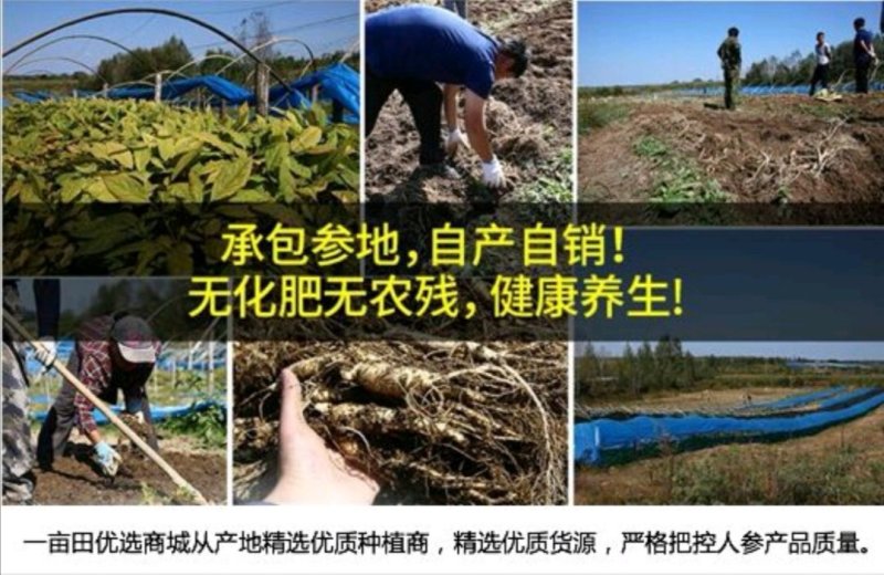 人参花包邮长白山6年大花产地批发