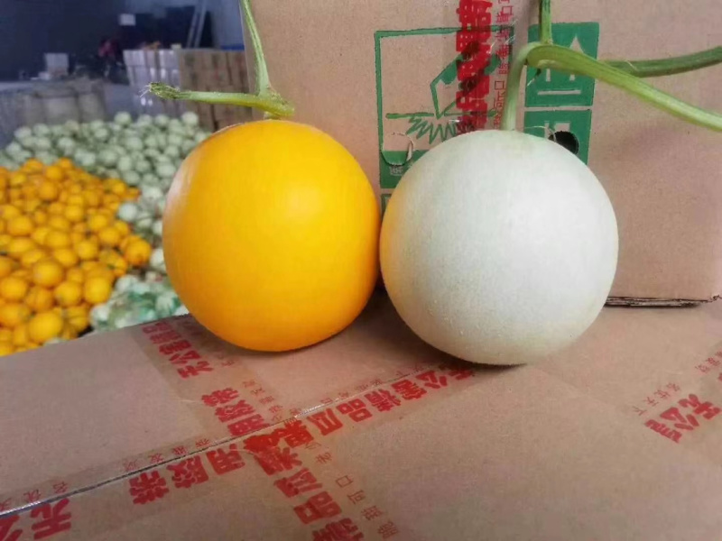 哈密瓜红金宝甜瓜