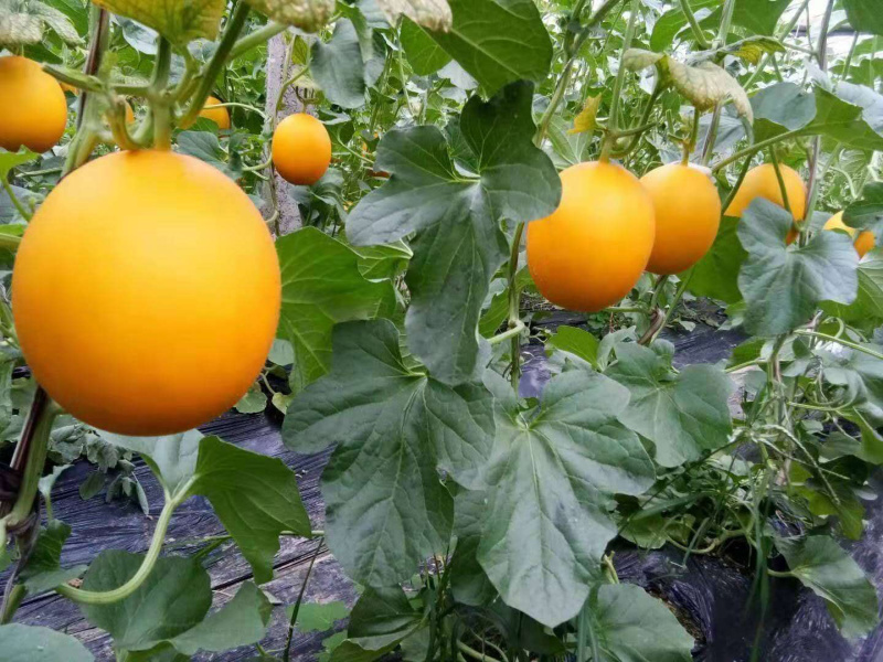 哈密瓜红金宝甜瓜