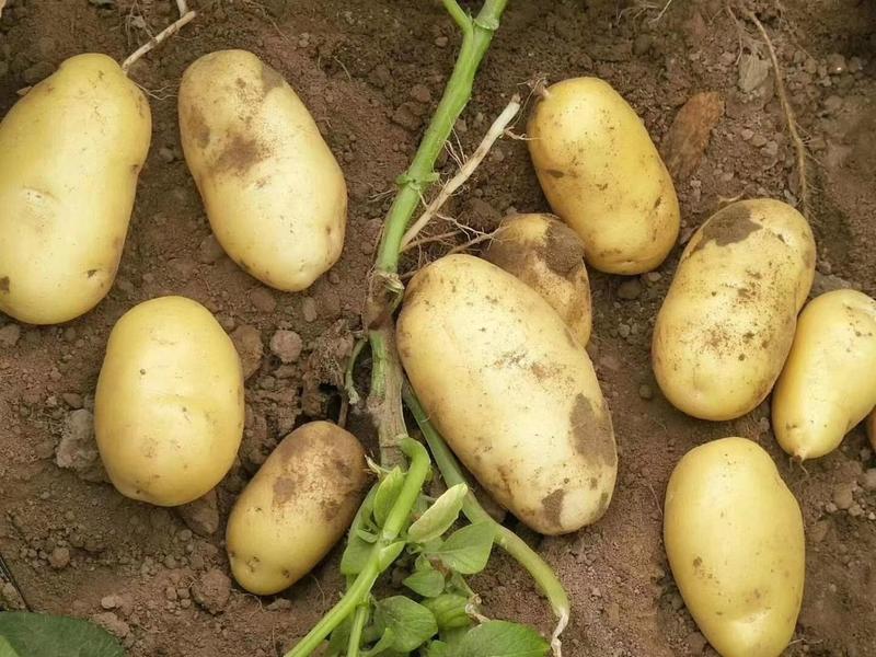 2022年五百亩荷兰十五土豆，黄皮黄心土豆大量上市中！