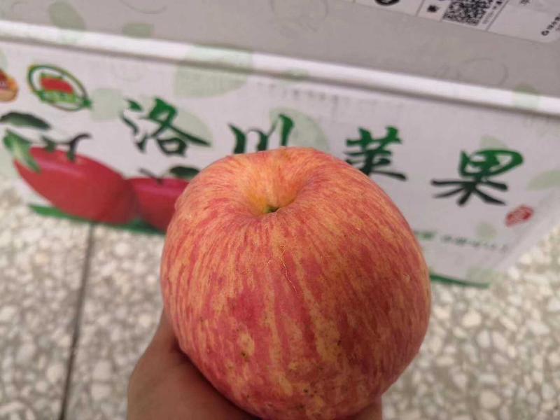 包邮【3斤试吃装】洛川苹果冰糖心红富士苹果