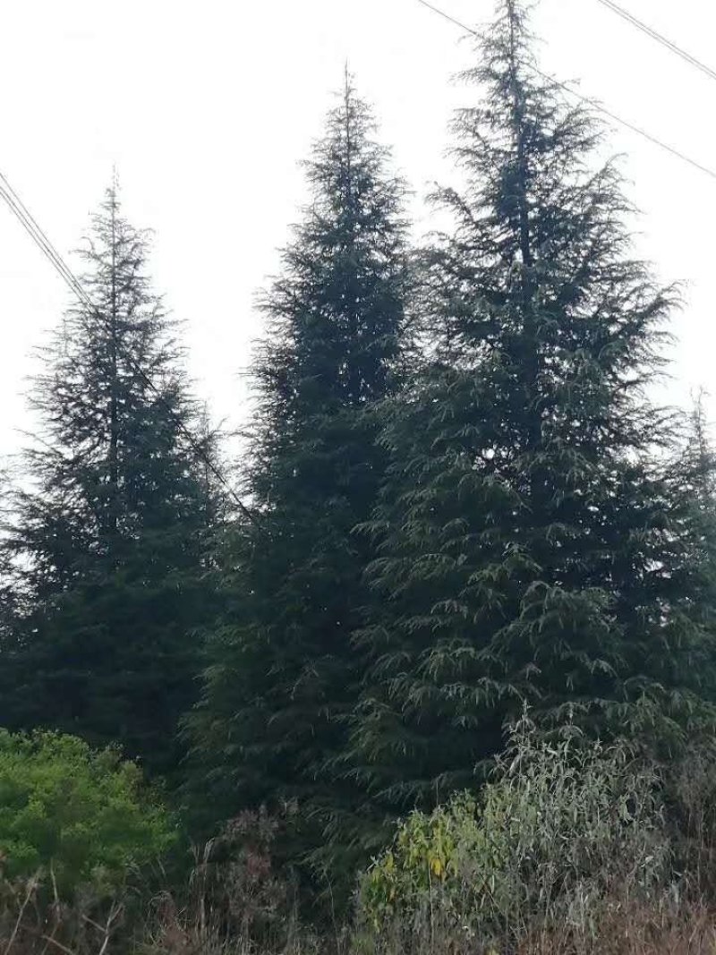优质大规格精品雪松树