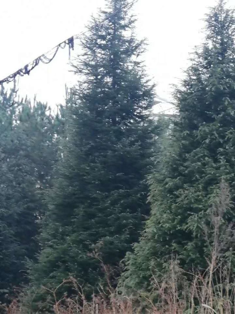 优质大规格精品雪松树