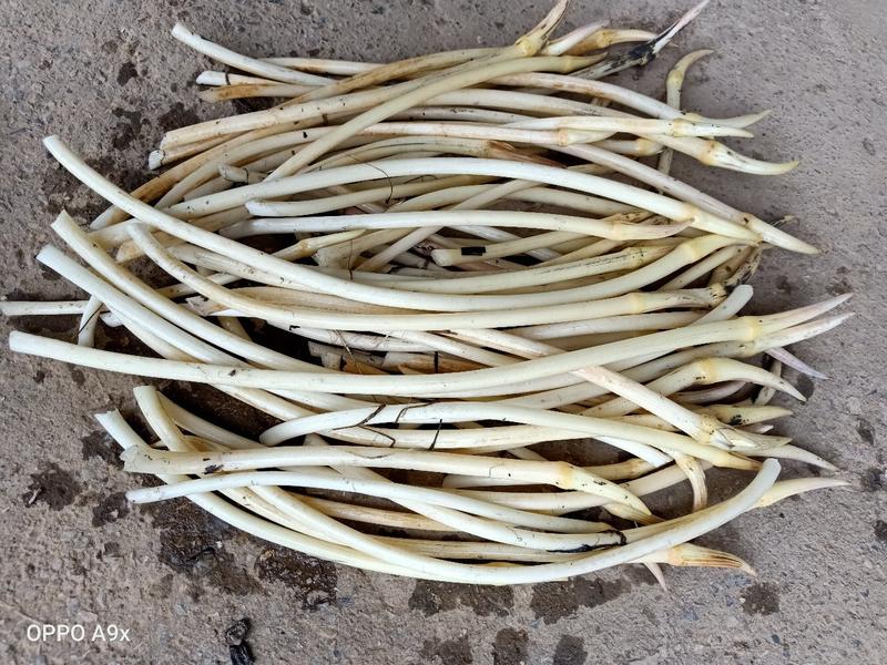 安徽新鲜藕带上市，每天有货几百斤