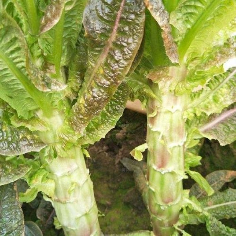 大尖叶种植既耐热又耐寒淡绿味清香脆嫩