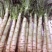 大尖叶种植既耐热又耐寒淡绿味清香脆嫩