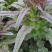大尖叶种植既耐热又耐寒淡绿味清香脆嫩