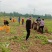 汉中沃土7号3两以上超市食品厂】全国代发日供货六十吨